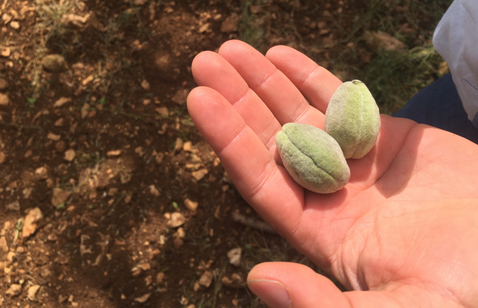 Amandes