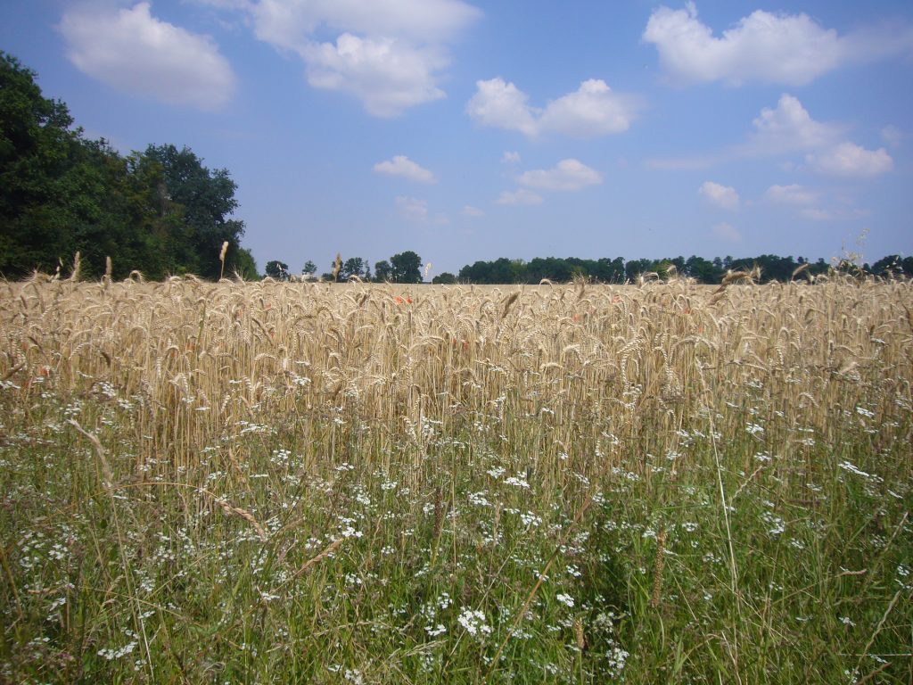 epeautre