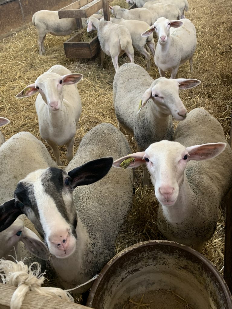 Fromages lait de brebis